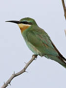 Blue-cheeked Bee-eater