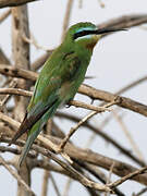 Blue-cheeked Bee-eater