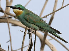 Blue-cheeked Bee-eater