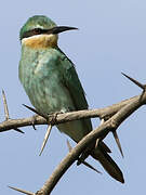 Blue-cheeked Bee-eater