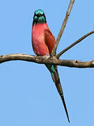 Northern Carmine Bee-eater