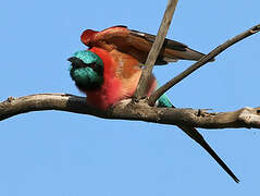 Northern Carmine Bee-eater