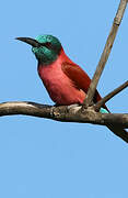 Northern Carmine Bee-eater