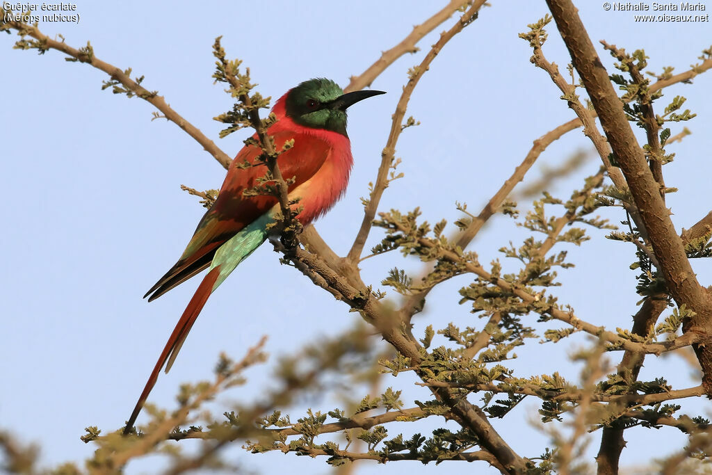 Guêpier écarlateadulte, identification, habitat