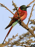 Northern Carmine Bee-eater