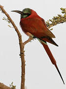 Northern Carmine Bee-eater