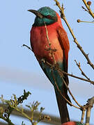 Northern Carmine Bee-eater