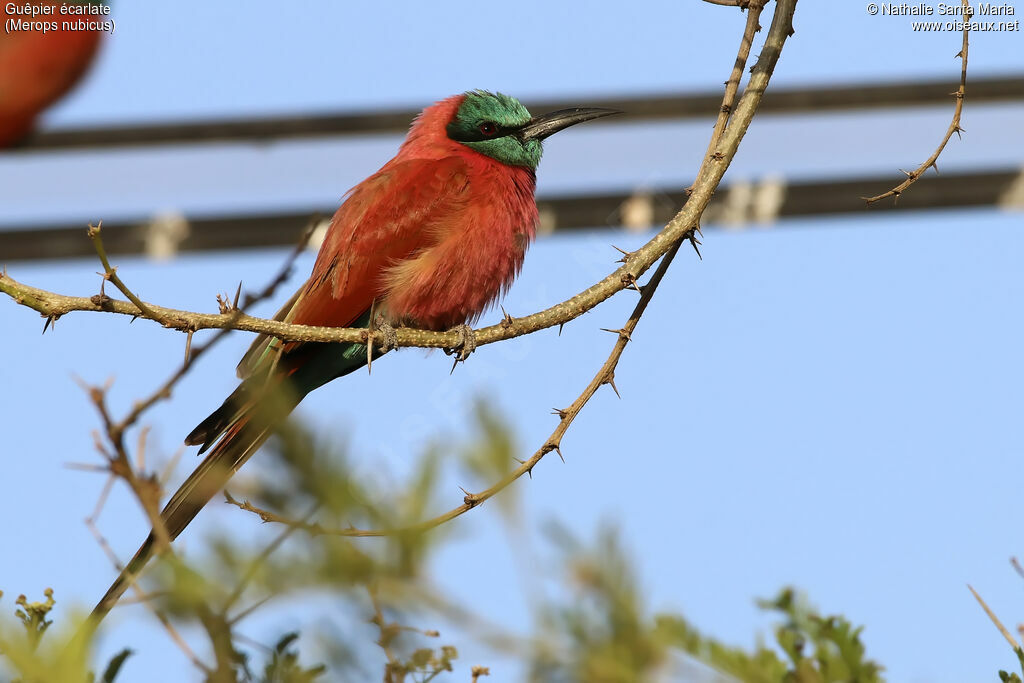 Guêpier écarlateadulte, identification, habitat