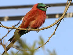 Northern Carmine Bee-eater