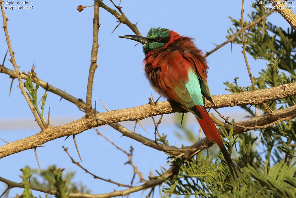 Guêpier écarlateadulte, identification, habitat