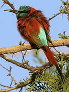 Northern Carmine Bee-eater