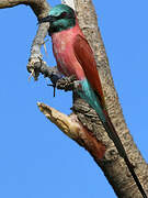 Northern Carmine Bee-eater