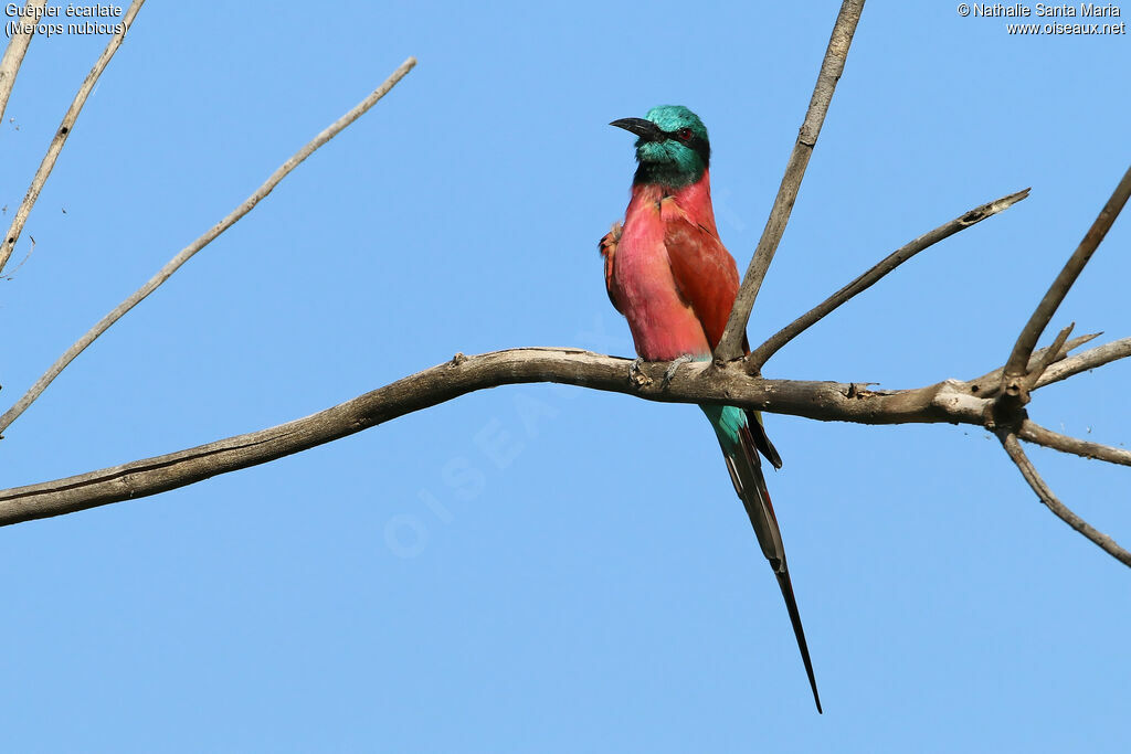 Guêpier écarlateadulte, identification