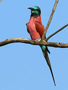 Northern Carmine Bee-eater