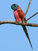 Northern Carmine Bee-eater