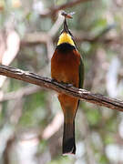 Cinnamon-chested Bee-eater