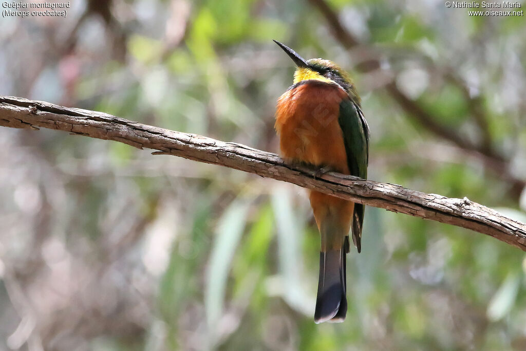 Guêpier montagnardadulte, identification, Comportement