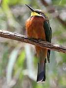 Cinnamon-chested Bee-eater