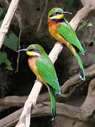 Cinnamon-chested Bee-eater