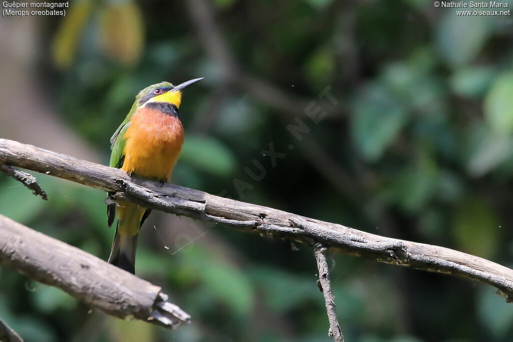 Guêpier montagnardadulte, identification, habitat