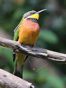 Cinnamon-chested Bee-eater