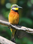 Cinnamon-chested Bee-eater