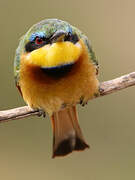 Little Bee-eater