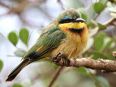 Little Bee-eater