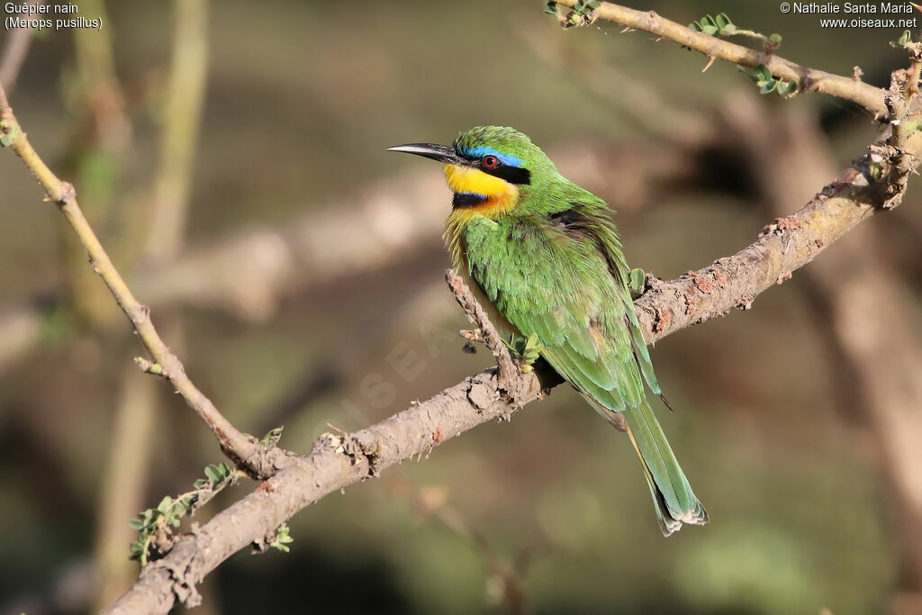 Guêpier nainadulte, identification