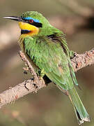 Little Bee-eater