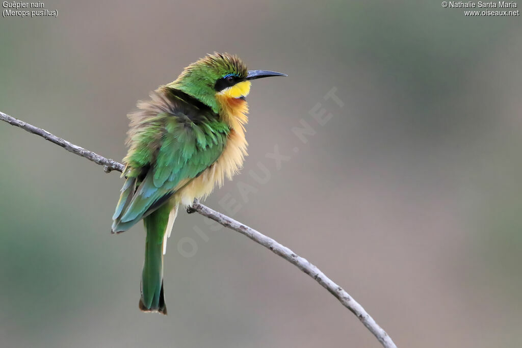 Guêpier nainadulte, identification, Comportement