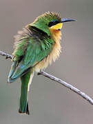 Little Bee-eater