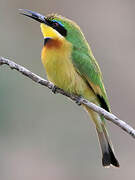 Little Bee-eater