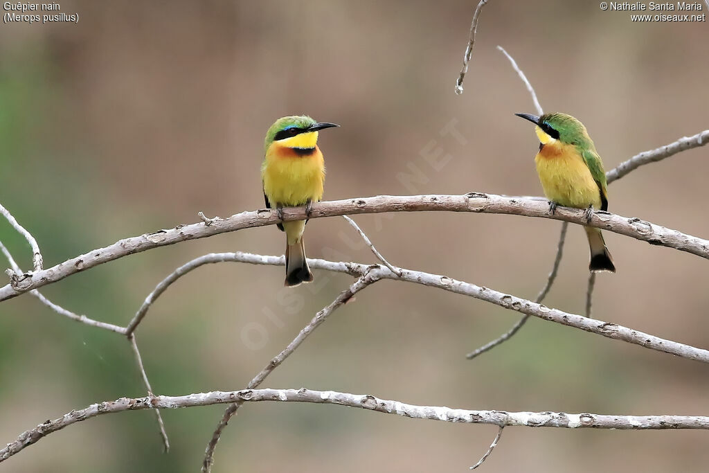 Guêpier nainadulte, habitat, Comportement