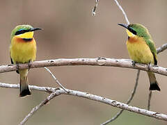 Little Bee-eater