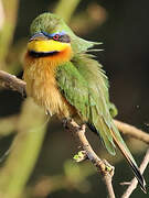 Little Bee-eater