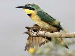 Little Bee-eater