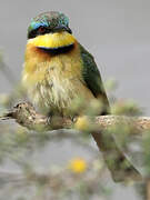 Little Bee-eater