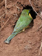 Little Bee-eater