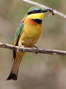 Little Bee-eater