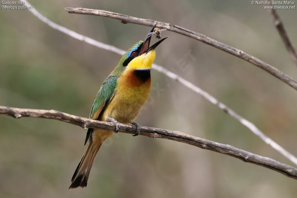 Guêpier nainadulte, identification, mange, indices