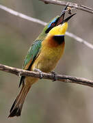 Little Bee-eater