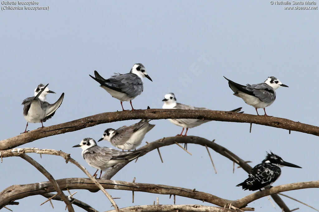 Guifette leucoptère, habitat