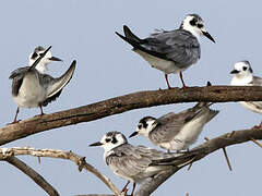 White-winged Tern