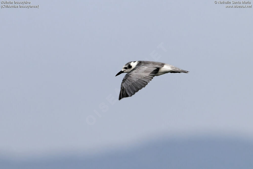 Guifette leucoptèreimmature, Vol