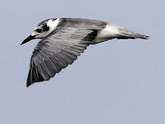 White-winged Tern