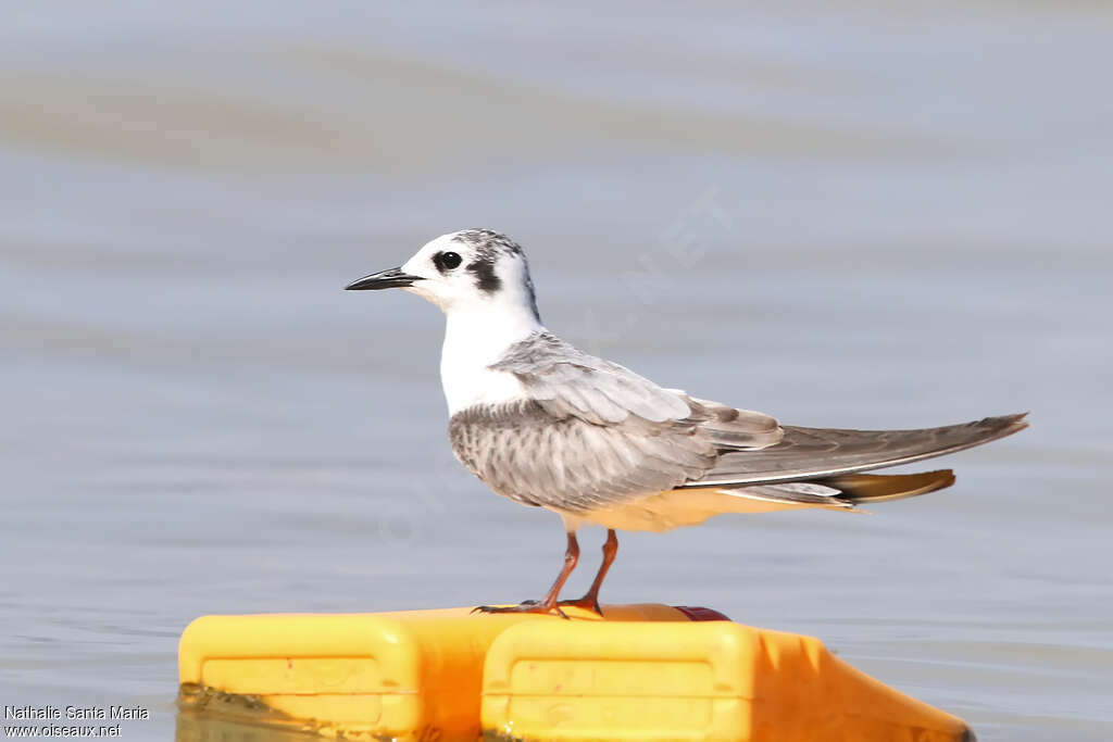 Guifette leucoptère1ère année, identification