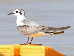 Guifette leucoptère