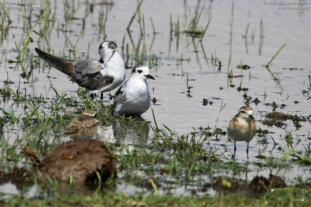 White-winged Ternimmature, identification, habitat