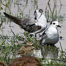Guifette leucoptère